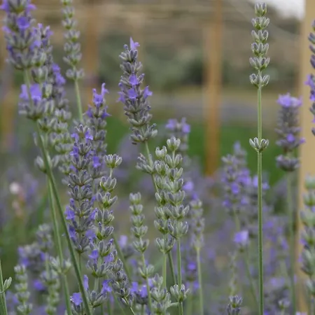 Naturalife Farm Farm stay Belevi