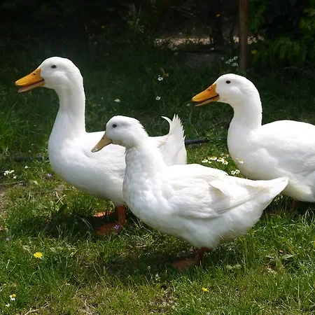 Naturalife Farm