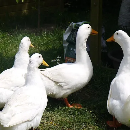 Naturalife Farm Farm stay Belevi
