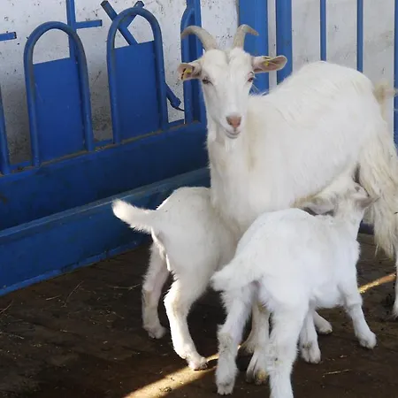 Naturalife Farm Farm stay *